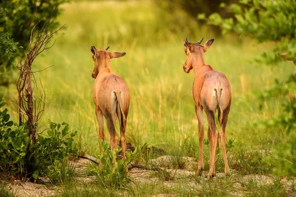 Antilope Het Gras Het Moremi Game Reserve Okavango River Delta — Stockfoto