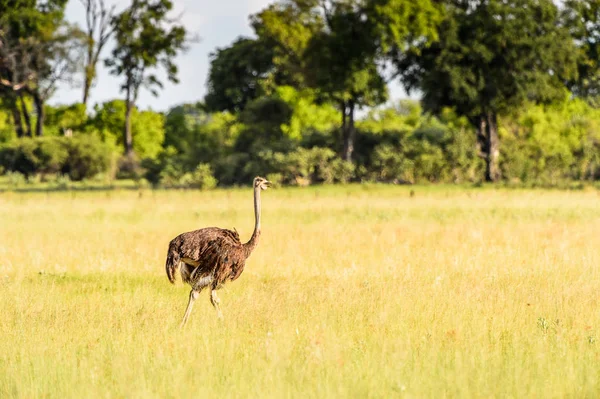 Ostriches Rezervaci Moremi Okavango River Delta Národní Park Botswana — Stock fotografie