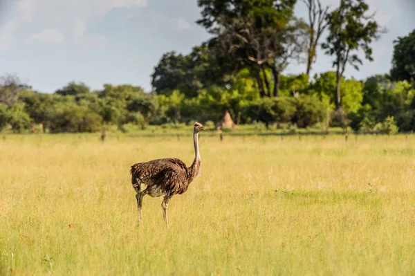 Ostriches Rezervaci Moremi Okavango River Delta Národní Park Botswana — Stock fotografie