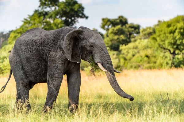 大象在莫里米野生动物保护区 奥卡万戈河三角洲 博茨瓦纳国家公园散步 — 图库照片