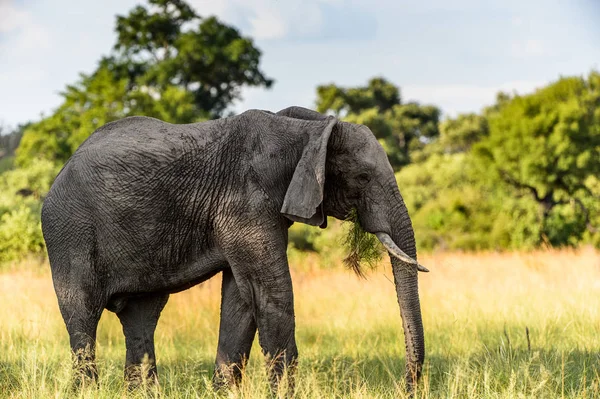 Elephant Walks Het Moremi Game Reserve Okavango River Delta Nationaal — Stockfoto