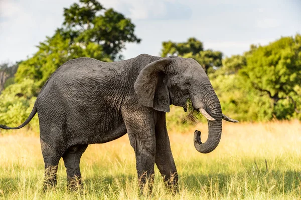Elephant Walks Moremi Game Reserve Okavango River Delta National Park — Stock Photo, Image