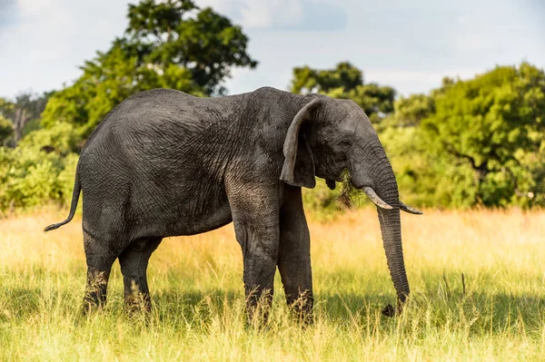 Слон Прогулянки Заповіднику Moremi Game Дельта Річки Окаванго Національний Парк — стокове фото