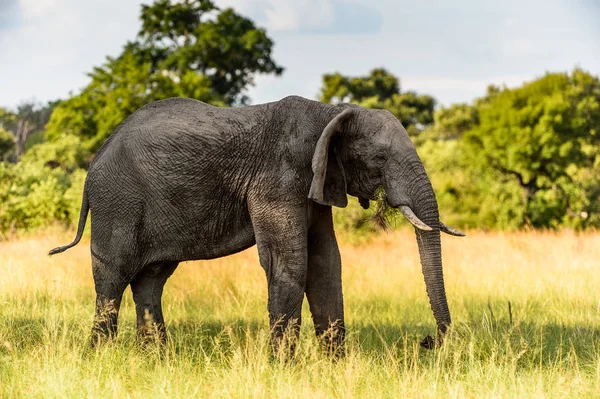 Paseos Elefantes Reserva Caza Moremi Delta Del Río Okavango Parque —  Fotos de Stock