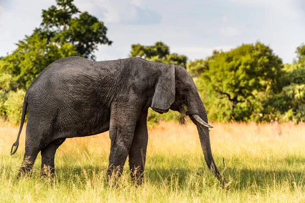 Elephant Walks Het Moremi Game Reserve Okavango River Delta Nationaal — Stockfoto