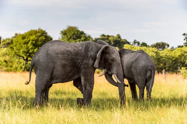 Couple of Elephants in the Moremi Game Reserve (Okavango River Delta), National Park, Botswana