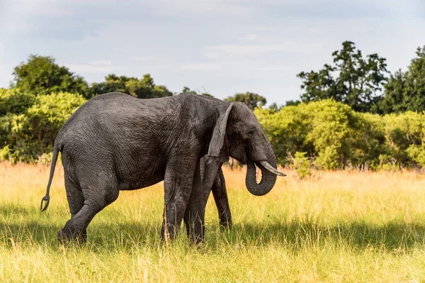 Pár Elefántok Moremi Game Reserve Okavango Folyó Delta Nemzeti Park — Stock Fotó