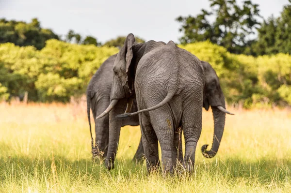 Pár Elefántok Moremi Game Reserve Okavango Folyó Delta Nemzeti Park — Stock Fotó