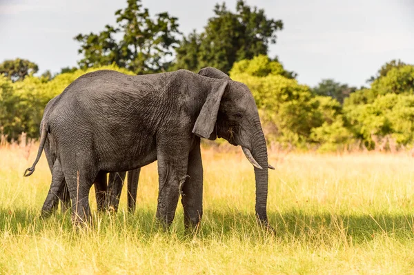 Pareja Elefantes Reserva Caza Moremi Delta Del Río Okavango Parque —  Fotos de Stock