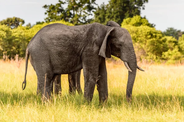 Par Elefanter Moremi Game Reserve Okavango River Delta National Park — Stockfoto