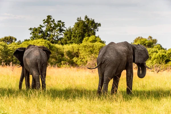 Couple of Elephants in the Moremi Game Reserve (Okavango River Delta), National Park, Botswana