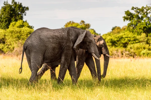 Paar Olifanten Het Moremi Wildreservaat Okavango River Delta Nationaal Park — Stockfoto