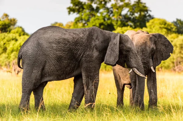 Dva Sloni Rezervaci Moremi Okavango River Delta Národní Park Botswana — Stock fotografie