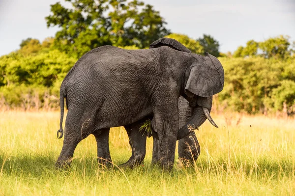 Dva Sloni Rezervaci Moremi Okavango River Delta Národní Park Botswana — Stock fotografie