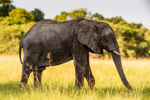 Casal Elefantes Reserva Moremi Delta Rio Okavango Parque Nacional Botsuana — Fotografia de Stock