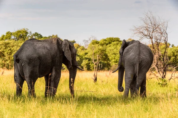 Para Słoni Rezerwacie Gier Moremi Delta Rzeki Okavango Park Narodowy — Zdjęcie stockowe