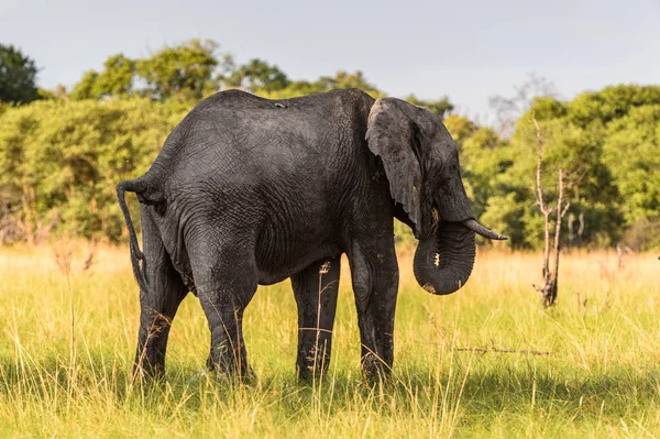 Слон Прогулянки Заповіднику Moremi Game Дельта Річки Окаванго Національний Парк — стокове фото