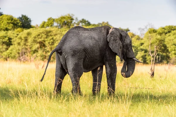 Sloní Vycházky Rezervaci Moremi Okavango River Delta Národní Park Botswana — Stock fotografie