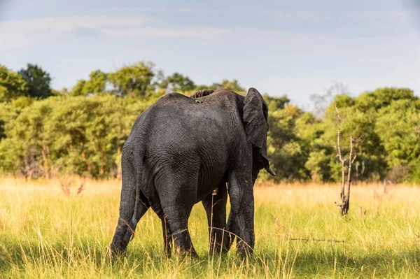 Слон Прогулки Заповеднике Moremi Дельта Реки Окаванго Национальный Парк Ботсвана — стоковое фото