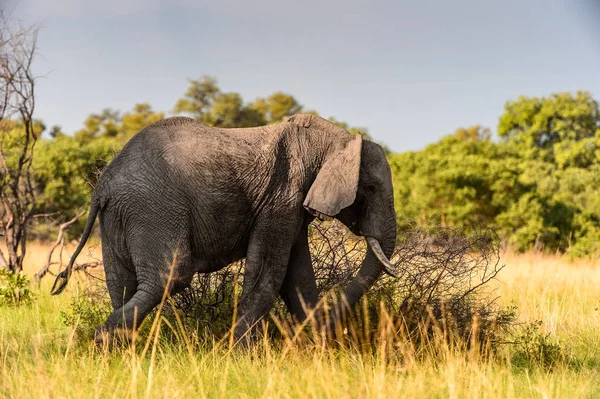 Elephant Walks Het Moremi Game Reserve Okavango River Delta Nationaal — Stockfoto