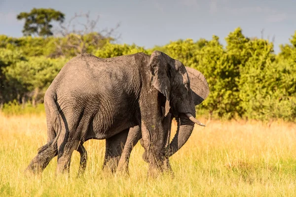 Paseos Elefantes Reserva Caza Moremi Delta Del Río Okavango Parque — Foto de Stock