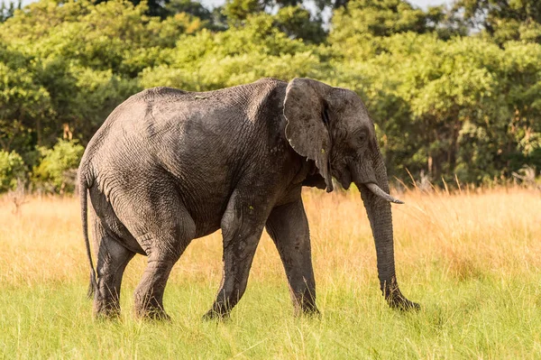 Passeggiate Degli Elefanti Nella Riserva Naturale Moremi Delta Del Fiume — Foto Stock
