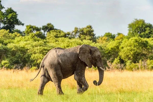 Elefánt Sétál Moremi Game Reserve Okavango Folyó Delta Nemzeti Park — Stock Fotó
