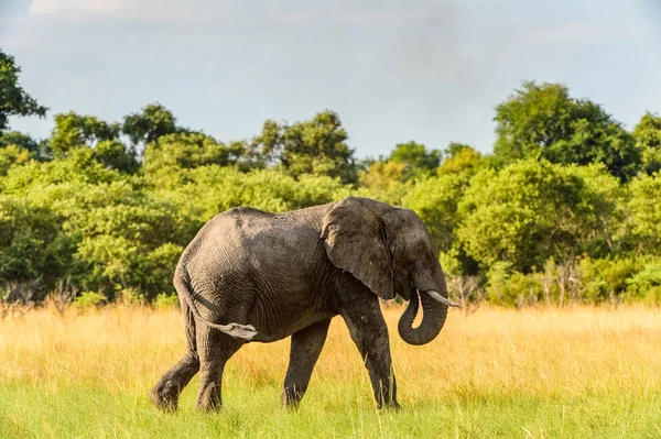 Paseos Elefantes Reserva Caza Moremi Delta Del Río Okavango Parque — Foto de Stock