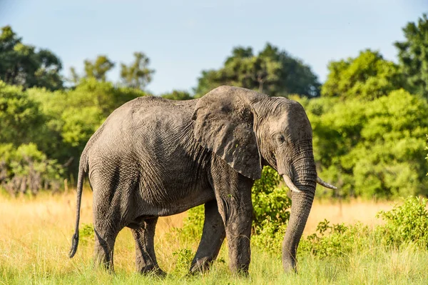 大象在莫里米野生动物保护区 奥卡万戈河三角洲 博茨瓦纳国家公园散步 — 图库照片