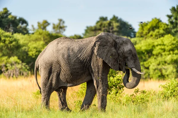 Elefantenwanderungen Moremi Wildreservat Okavango Delta Nationalpark Botswana — Stockfoto