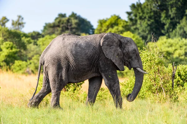 Elefantenwanderungen Moremi Wildreservat Okavango Delta Nationalpark Botswana — Stockfoto