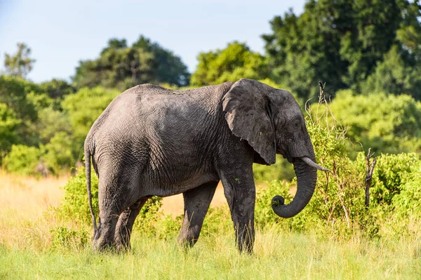 Fil Moremi Game Reserve (Okavango River Delta), Milli Park, Botsvana yürüyor