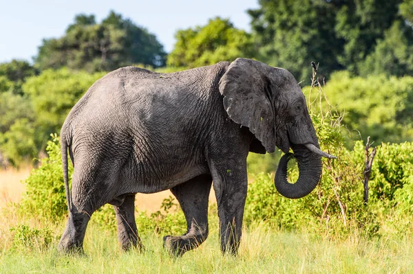 Elefante Caminha Reserva Moremi Delta Rio Okavango Parque Nacional Botsuana — Fotografia de Stock