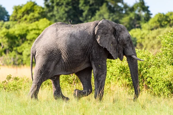 Paseos Elefantes Reserva Caza Moremi Delta Del Río Okavango Parque — Foto de Stock