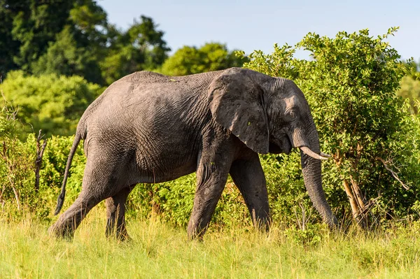 Elefante Caminha Reserva Moremi Delta Rio Okavango Parque Nacional Botsuana — Fotografia de Stock