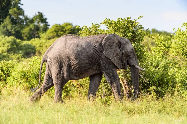 Passeggiate Degli Elefanti Nella Riserva Naturale Moremi Delta Del Fiume — Foto Stock