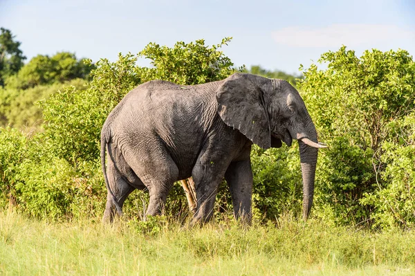 Gajah Berjalan Cagar Alam Perburuan Moremi Delta Sungai Okavango Taman — Stok Foto