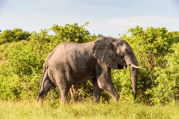 Elephant Spacery Moremi Game Reserve Okavango River Delta Park Narodowy — Zdjęcie stockowe