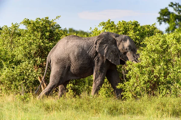 Paseos Elefantes Reserva Caza Moremi Delta Del Río Okavango Parque —  Fotos de Stock