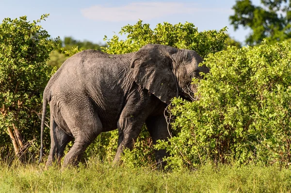 Gajah Berjalan Cagar Alam Perburuan Moremi Delta Sungai Okavango Taman — Stok Foto