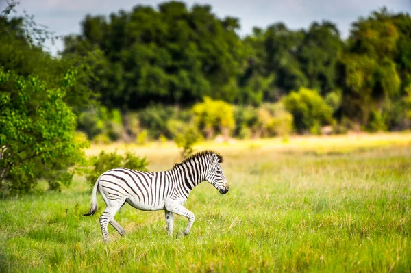 Zebra walks on the grass in the Moremi Game Reserve (Okavango River Delta), National Park, Botswana