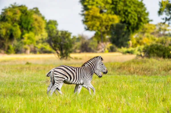 Zebra Spaceruje Trawie Rezerwacie Moremi Delta Rzeki Okavango Parku Narodowym — Zdjęcie stockowe