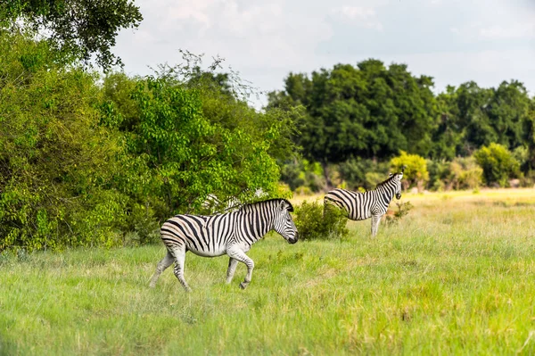 Zebry Rezervaci Moremi Okavango River Delta Národní Park Botswana — Stock fotografie