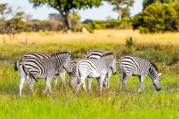 斑马群聚集在莫里米野生动物保护区 奥卡万戈河三角洲 博茨瓦纳国家公园 — 图库照片