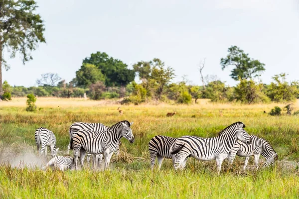 Zebry Rezervaci Moremi Okavango River Delta Národní Park Botswana — Stock fotografie