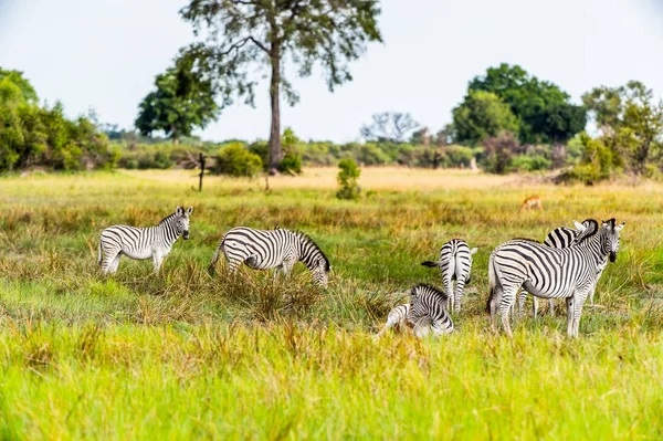 Zebralar Moremi Game Reserve Okavango River Delta Milli Park Botsvana — Stok fotoğraf