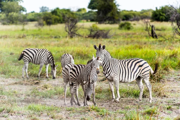 Zebras Flock Moremi Game Reserve Okavango River Delta National Park — Stock Photo, Image