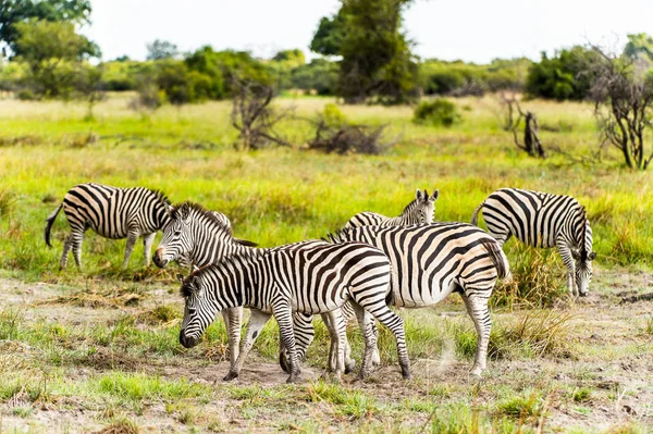 Vista Zebra Nella Riserva Gioco Moremi Delta Del Fiume Okavango — Foto Stock