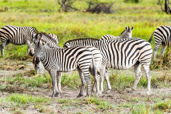 Zebra clpse view in the Moremi Game Reserve (Okavango River Delta), National Park, Botswana