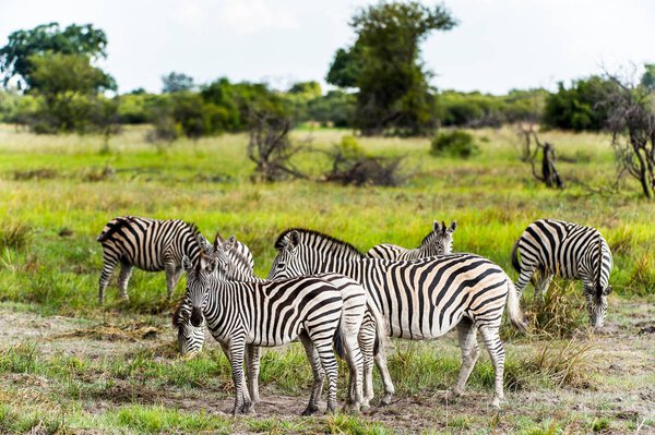 Zebra clpse view in the Moremi Game Reserve (Okavango River Delta), National Park, Botswana